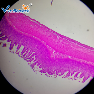 Biologie unterricht Tier histologie Mikroskop vorbereitet Glas Objektträger Hund glatte Muskel T.S. Histologie Objektträger - Product Image 4