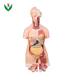 Bisexual Body Anatomical Model / Medical Model