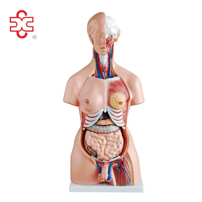 موديل 204 85 سنتيمتر الطبية الدمية الأعضاء الداخلية للجسم البشري