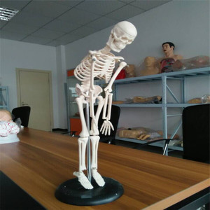 ADA-A1006 PVC insan vücudu iskelet modeli 42cm anatomik tıp bilimleri Model beyin okullar için - Product Image 2