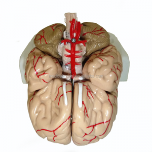 Erweiterte Gehirn Anatomisches modell 3D brain modell