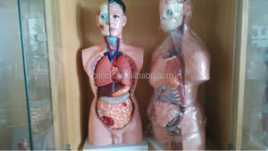 MODEL XC-201 85cm Medical Dummy Internal Organs of Human Body