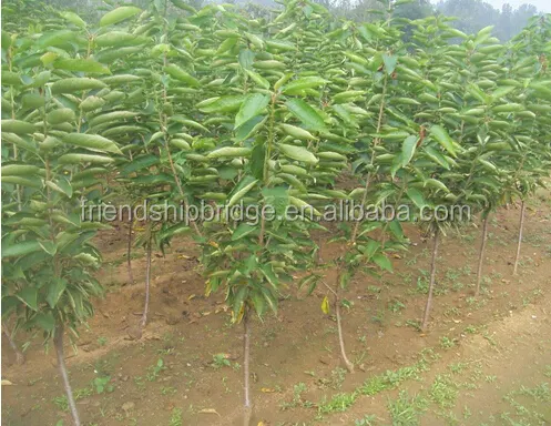 Chinese hot selling Cherry fruit seedling