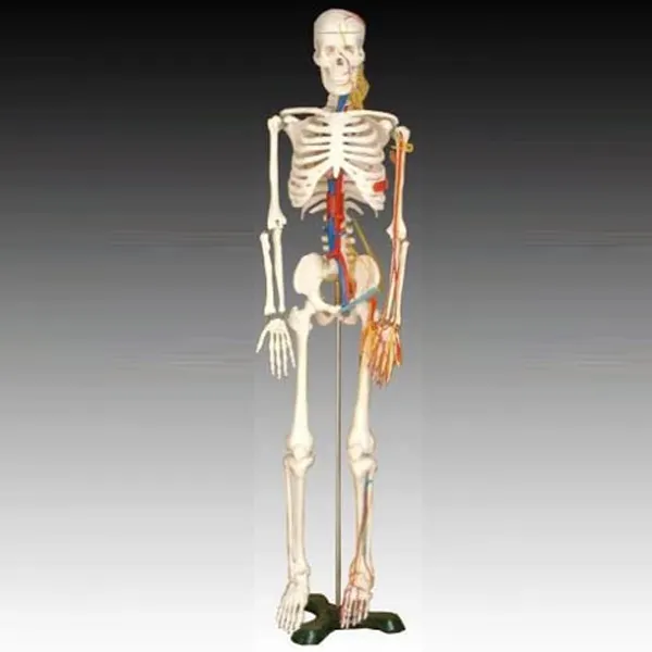 Esqueleto de ensino humano a1005 85cm, modelo com nervos e vasos sanguíneos, esqueleto médico humano