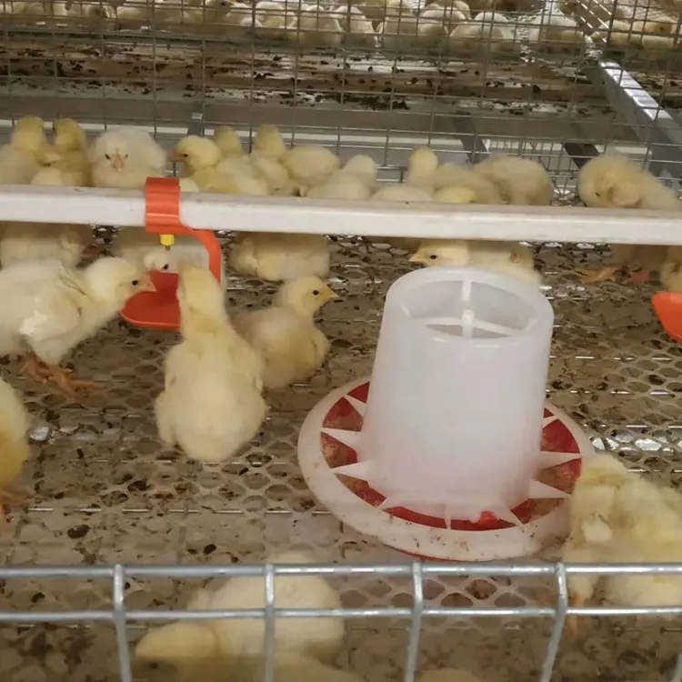 2019 usine Pleine galvanisé UNE Forme peu cage d'élevage de poulet avec automatique système d'alimentation et de boisson à vendre avec un bon prix