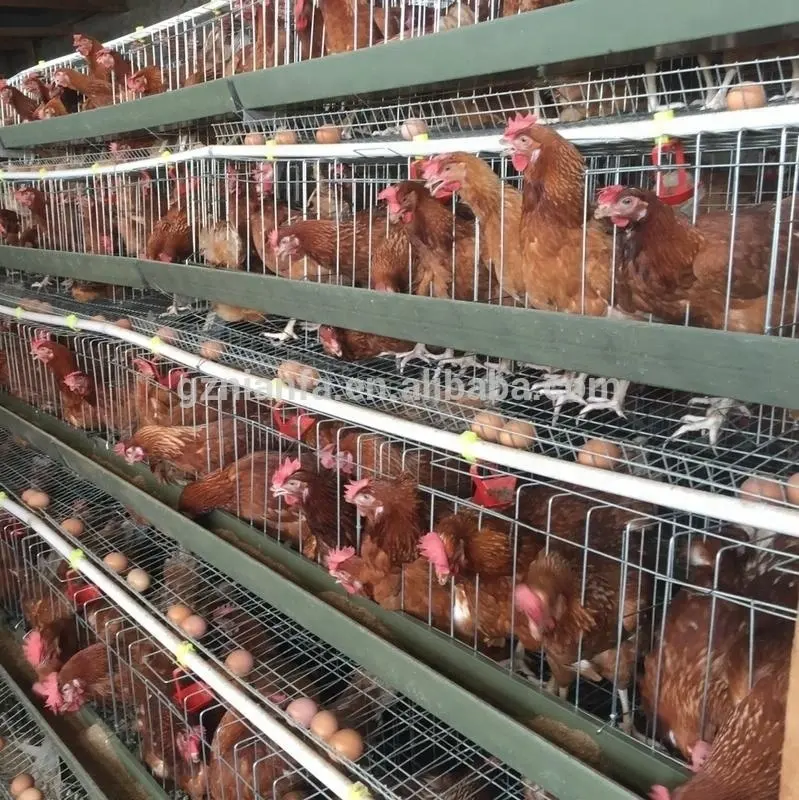 egg laying chicken poultry farm used 3 tiers battery layer chicken cage for sale