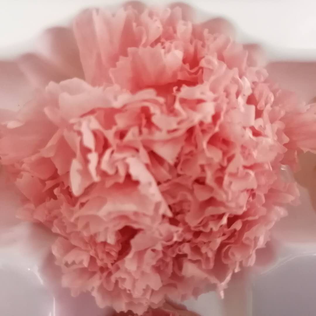 rosa oscuro