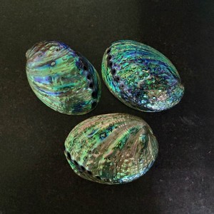 Полированные чехлы из Новой Зеландии abalone paua, оптовая продажа - Product Image 6