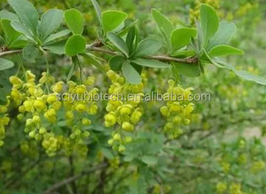 ผงสารสกัดจากเปลือก Barberry อุปทาน Sciyu