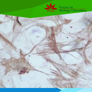 Itens fixos venda Quente aprendizagem do aluno 25 peças de aparelhos de laboratório lâminas zoologia microscópio preparado <span class=keywords><strong>slides</strong></span>, equipamentos de laboratório