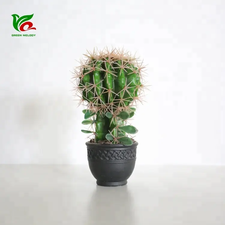 Pequena Planta Areg 20cm Interior Floração Cactus Nomes de Plantas Cactus