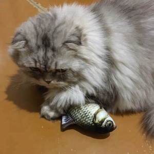 New Lovely Lifelike lebendige Fisch form Druck Katzen spielzeug Welpe Hundes pielzeug Gadget Spaß Minze Katzenminze Katze Plüsch Spielzeug