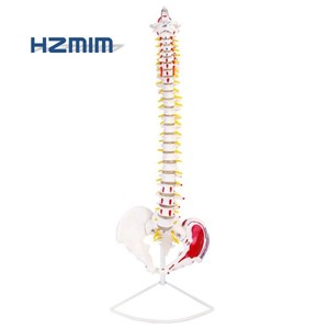 Vertebral kolon modeli/Tıp bilimi yaşam boyutu İnsan omurga anatomik modeli/tıbbi omurga modeli