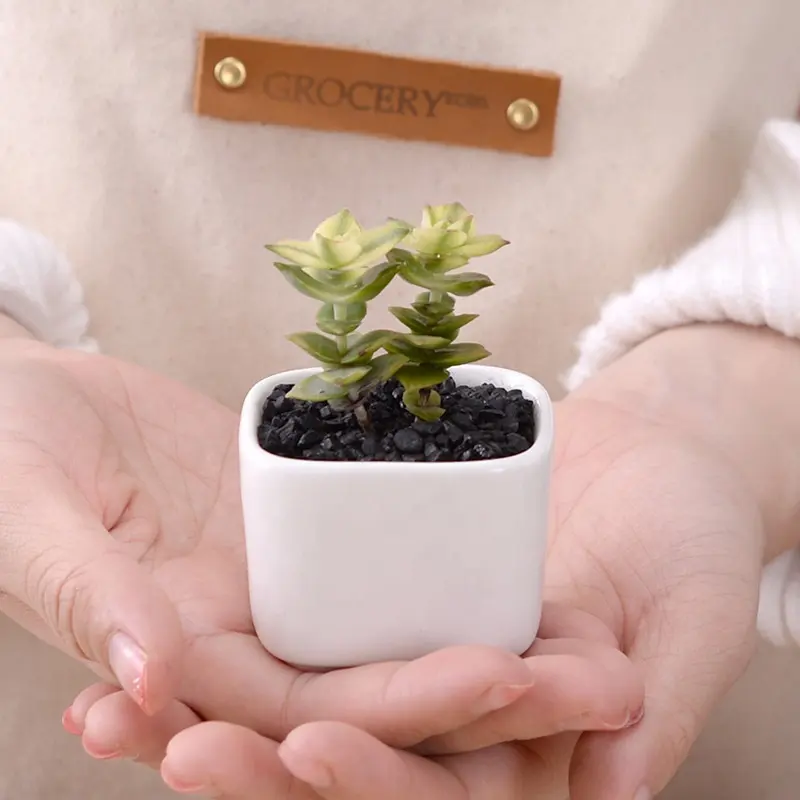 Mini maceta cuadrada de cerámica para plantas carnosas
