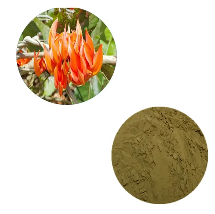 100% Pure Butea Superba Root Extract ปรับปรุงทางเพศสุขภาพ