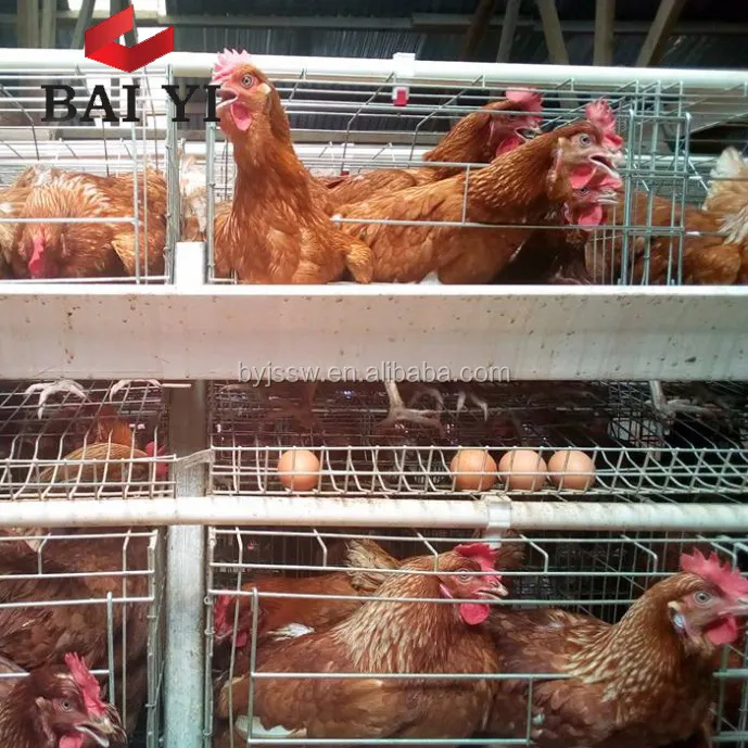 A Type Battery Cages For Laying Hens