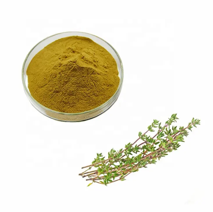 Pure Organic Lowest Price Thyme Leaf Powder Extract