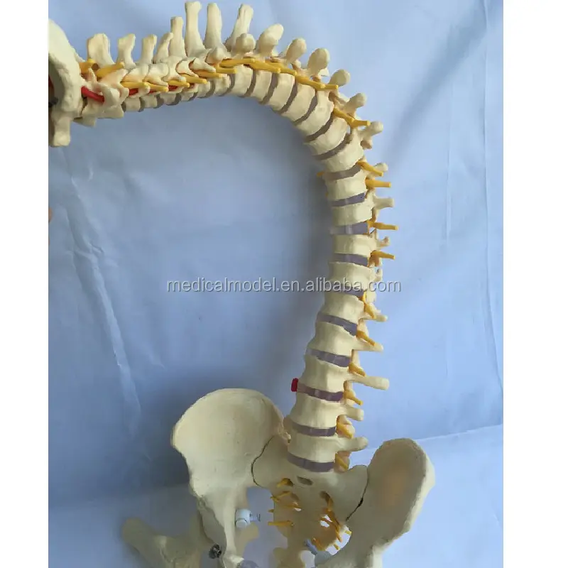 Modelo 3d Anatomy Spine para educación
