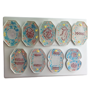 Mô Hình Động Vật Học Mitosis Và Meiosis Của Thực Vật Và Động Vật - Product Image 1