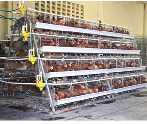 Satılık 10000 katmanlı tavuk çiftlik kuş kafesi, filipinler yetiştiriciliği kanatlı hayvan satılık tavuk yumurtlama kafesi - Product Image 5