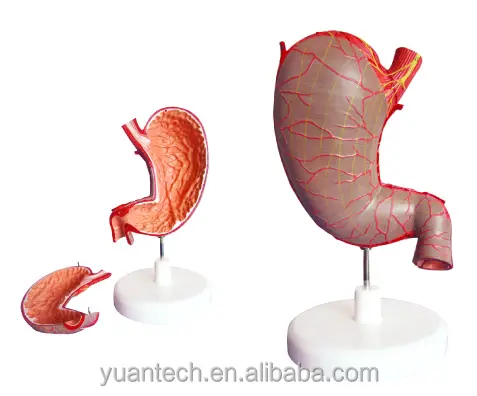 3D Stomaco Umano Anatomia Modello di Struttura 2 Parti, anatomico giocattoli