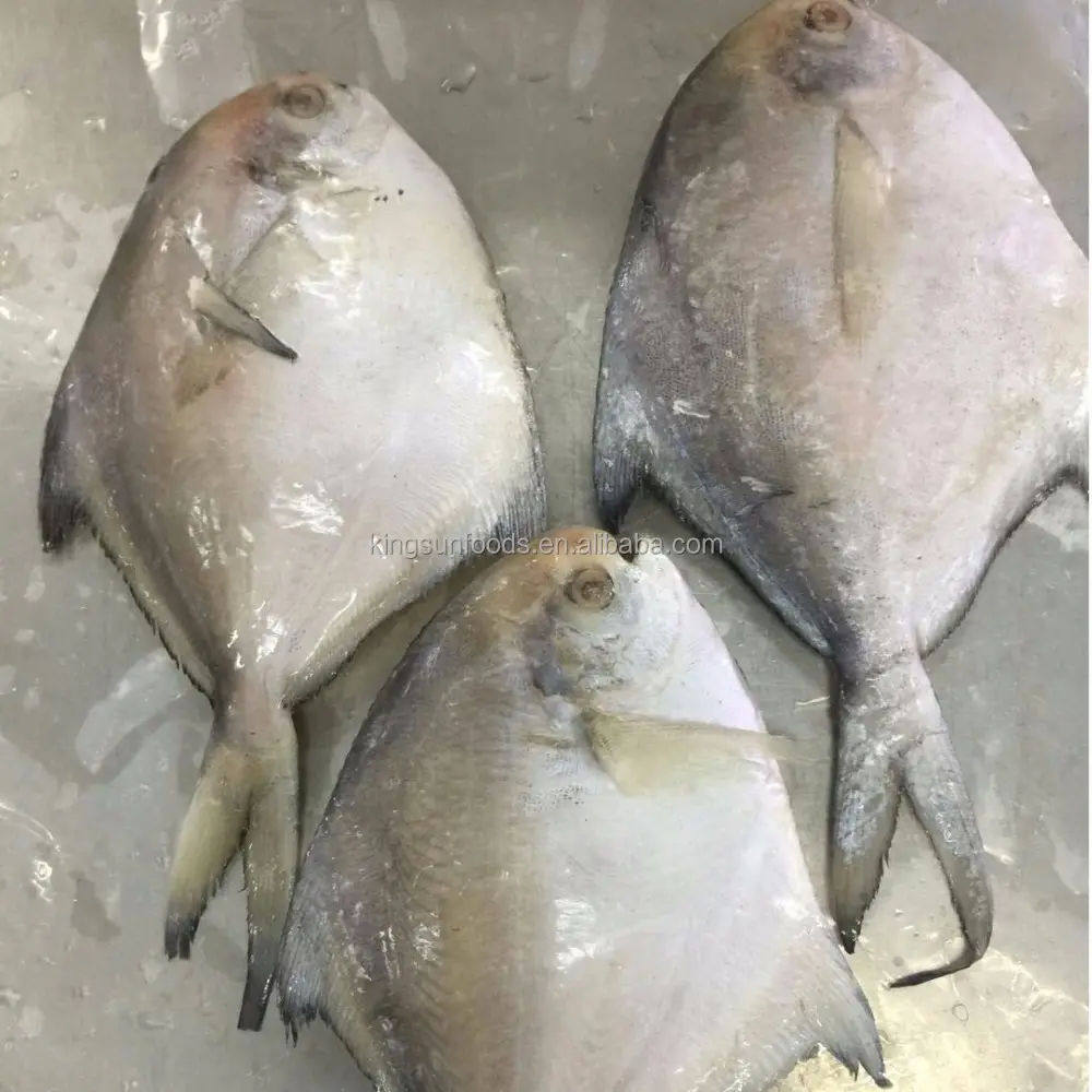 الطازجة المجمدة رخيصة الثمن الفضة المجمدة Pomfret الأسماك البيضاء pomfret الأسماك