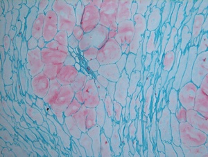Bestscope BS-2052BT(ECO) 生态功能WF10x/20毫米目镜生物三目显微镜 - Product Image 6