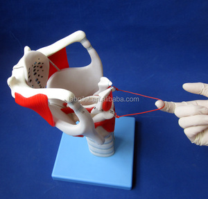 高度なLarynx構造と関数モデル - Product Image 4