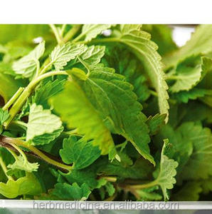 Mao Bo He 100% Natural <strong>Catnip</strong> Fresh Dried Green Cat Mint Shredded <strong>Catnip</strong> for Cats - Product Image 2
