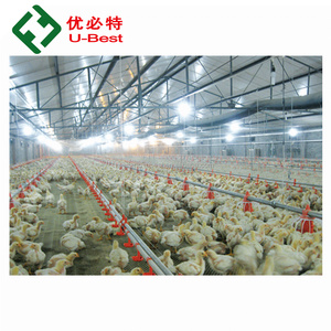 Çin Fabrika Düşük Fiyat Yüksek Kaliteli Otomatik Tavuk Çiftliği Tavuk Ekipmanları Broiler Kuşlar - Product Image 2