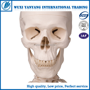 180cm <strong>Human</strong> Structure Skeleton Model Manufacturer - Product Image 4