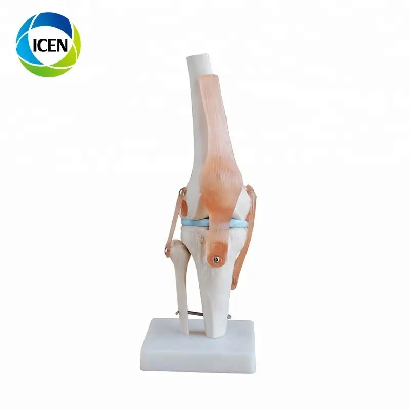 En 104 PVC conjunto de tamaño natural de la rodilla modelo del cuerpo humano para la venta