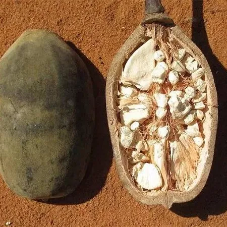 O extrato 100% puro do ácido do baobab da natureza pó