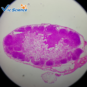 Biologie unterricht Tier histologie Mikroskop vorbereitet Glas Objektträger Hund glatte Muskel T.S. Histologie Objektträger - Product Image 6