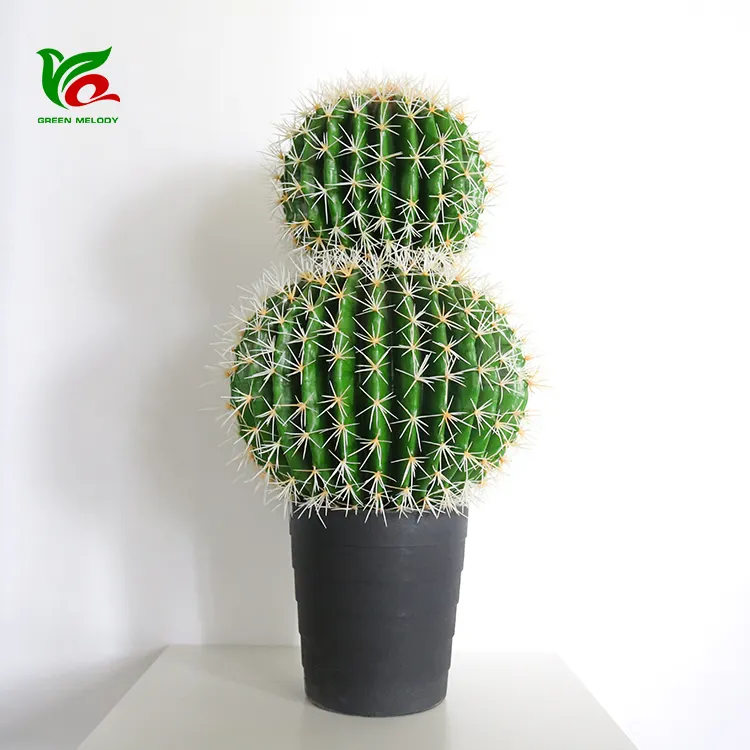 Areg Plant Style 75cm Echinocactus Grusonii Cactus Grafted Cactus Plants