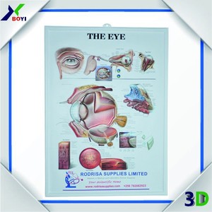 人眼 3d 解剖图海报/pvc 压花图/医疗挂图 - Product Image 3