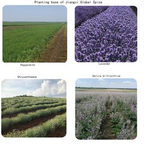 家の鉱泉のAromatherapyのマッサージのラベンダー油、純粋で自然なラベンダー油