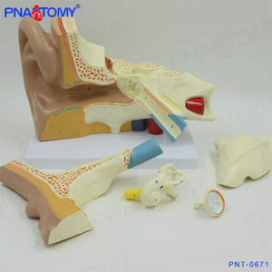 PNT-0671 רפואי אדם גדול אוזן אנטומי דגם 5 חלקים