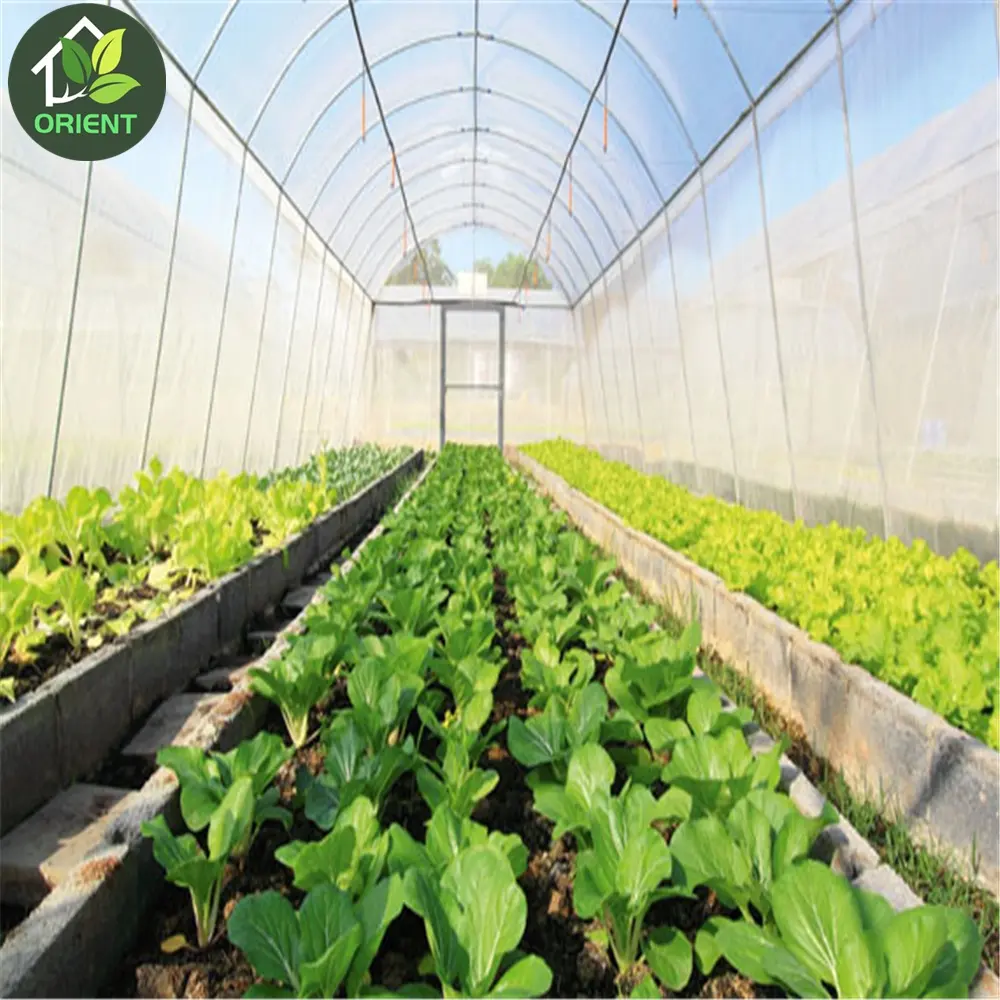 Greenhouse agrícola poly túnel comercial