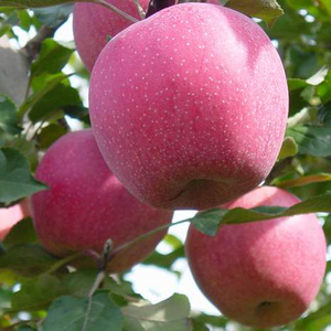 Hot Selling China Organic Fruits Fresh <strong>Apples</strong> Qinguan <strong>apple</strong> - Product Image 1