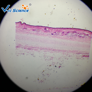 Biologie unterricht Tier histologie Mikroskop vorbereitet Glas Objektträger Hund glatte Muskel T.S. Histologie Objektträger - Product Image 3