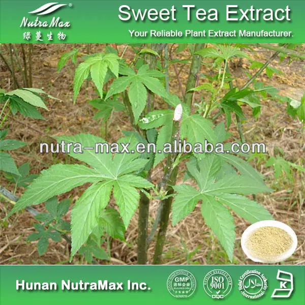 Rubus Leaf Extract Powder Rubus Suavissimus Chinese Sweet Leaf 70% Rubusosides