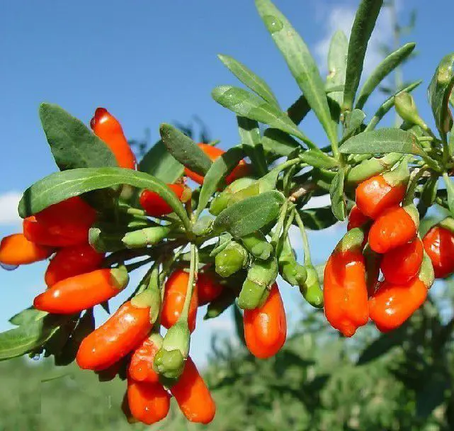 buy goji berries?Why not grow your own goji trees from our ningxia wolfberry goji berry seeds