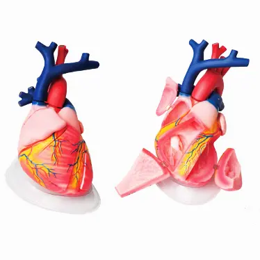 High quality medical plastic heart model 5 times life size 8parts