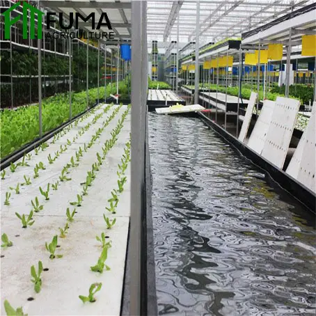 Sistema aquapónico para invernadero, cultivo de verduras, acuario