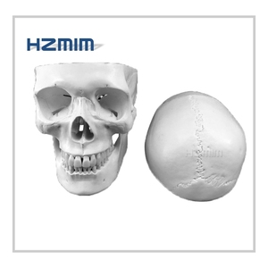 Life Size <strong>Human</strong> Skull Model <strong>3</strong> Parts Pvc Skull Model