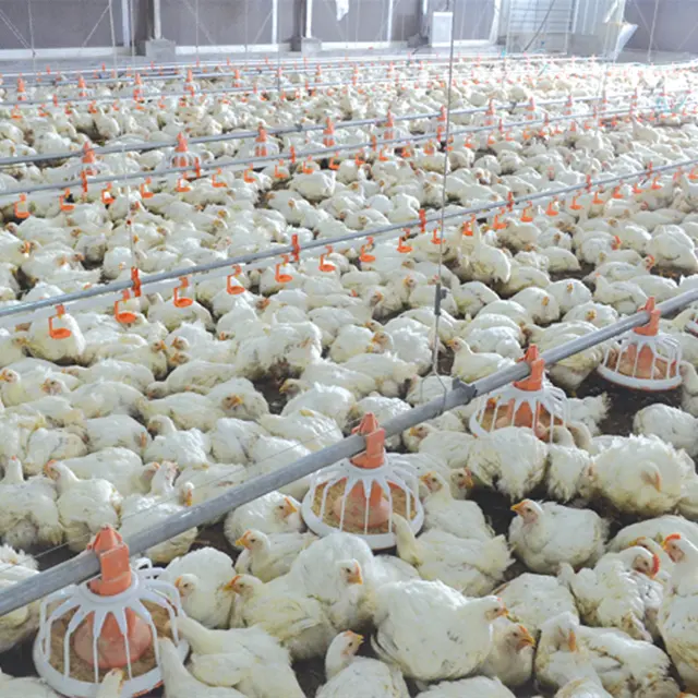 China de fábrica barato moderno pollo granja avícola casa diseño para pollos de engorde