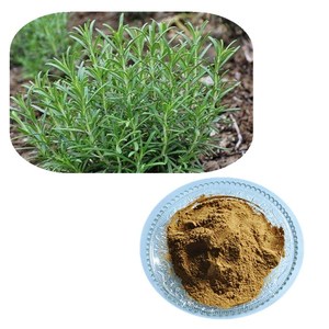 Rosemary Powder Extract,100% Pure Rosemary Leaf <strong>Extrat</strong>
