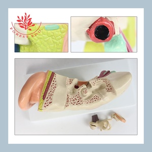 Tıp bilimi kaliteli insan anatomik Kulak Modeli - Product Image 5