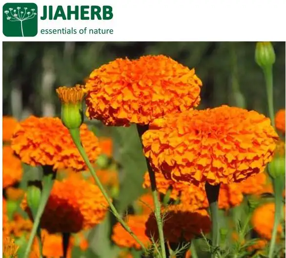 JIAHERB 18 Anni 6 Fabbriche Offerta 100% Puro Estratto Vegetale Naturale Estratto di Fiori di Calendula Tagetes erecta L Solubile In Acqua